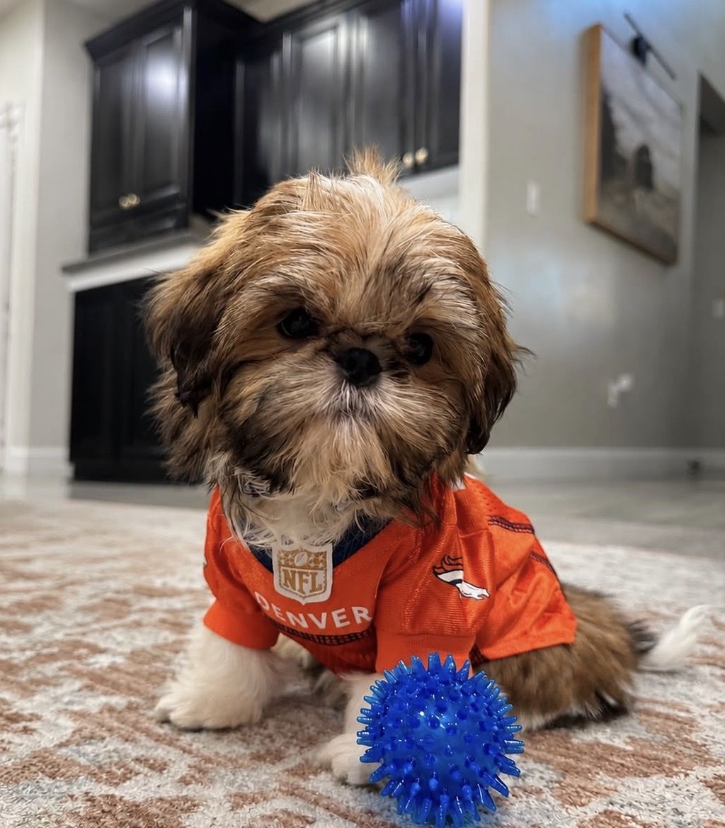Little Red Shih Tzu Puppies - Champion Bloodlines