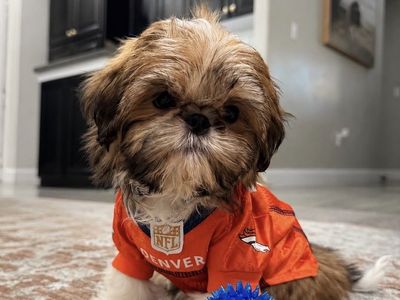 Little Red Shih Tzu Puppies - Champion Bloodlines