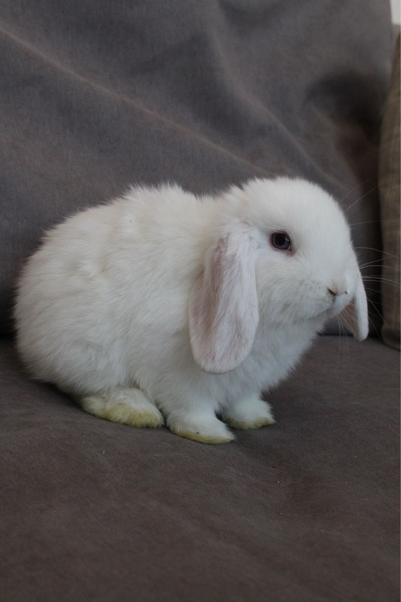 Holland Lop Buck