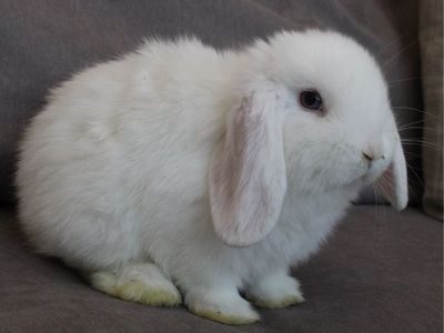 Holland Lop Buck