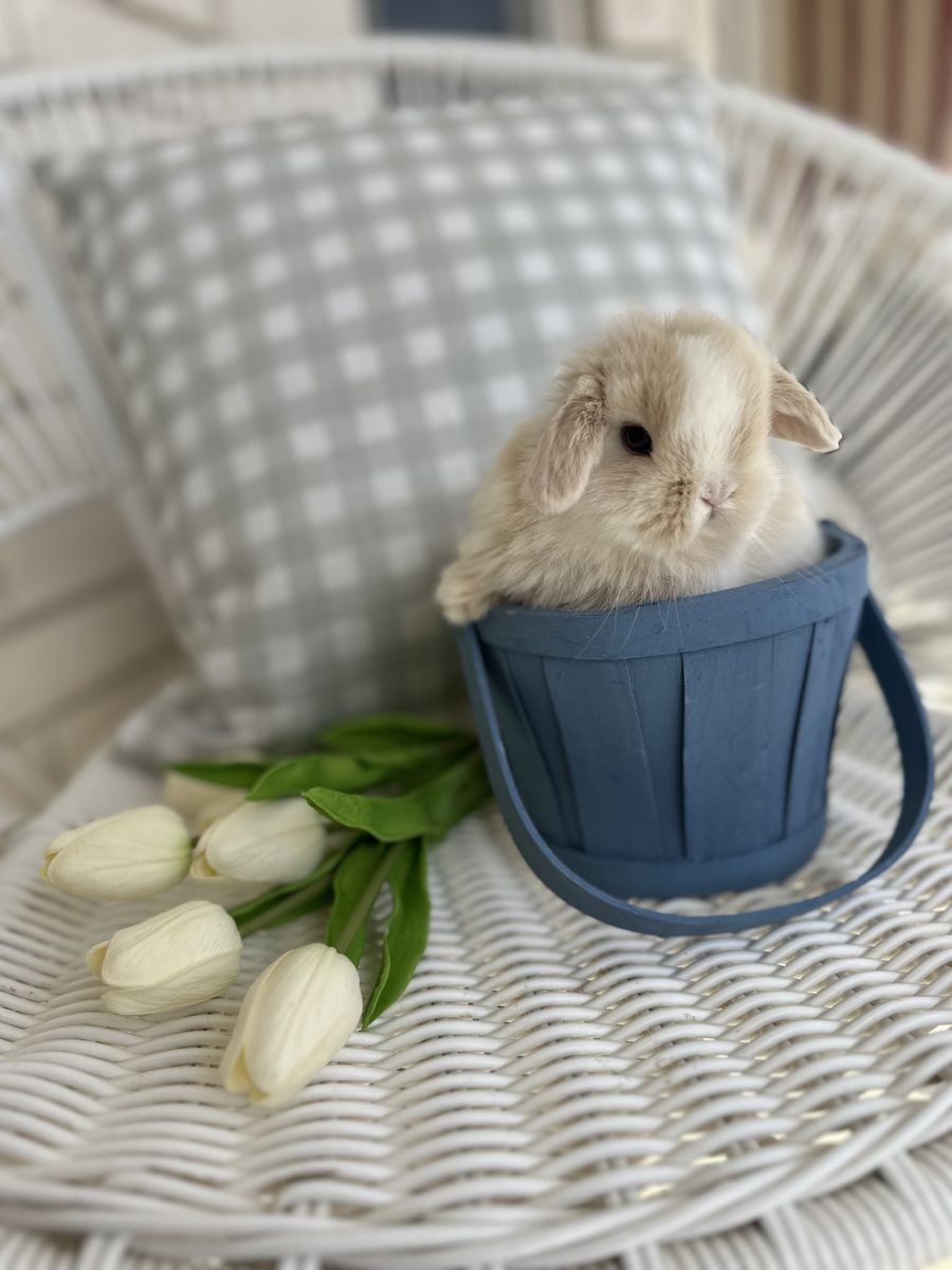 Purebred Baby Holland Lop Bunnies