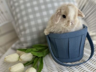 Purebred Baby Holland Lop Bunnies