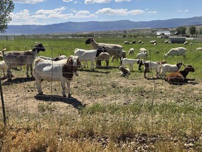 boer billy goat