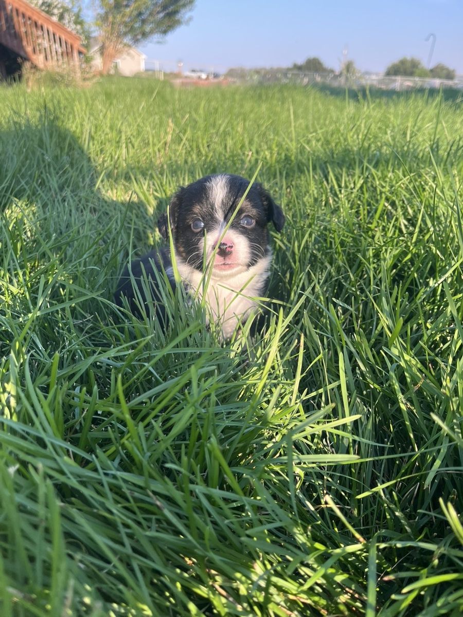 Fluffy corgi X Mini Aussie pups