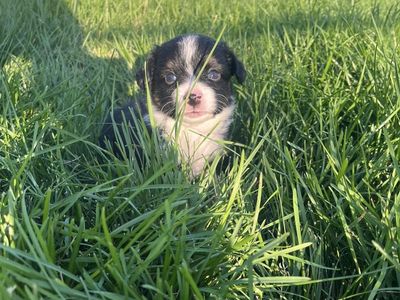Fluffy corgi X Mini Aussie pups