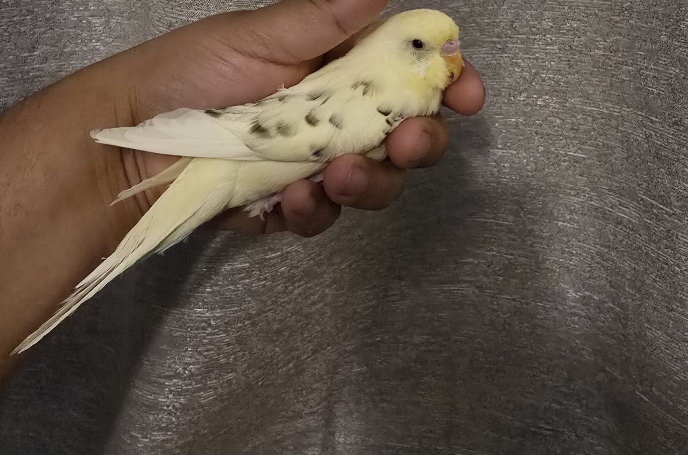 Yellow Parakeet