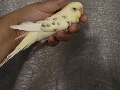 Yellow Parakeet