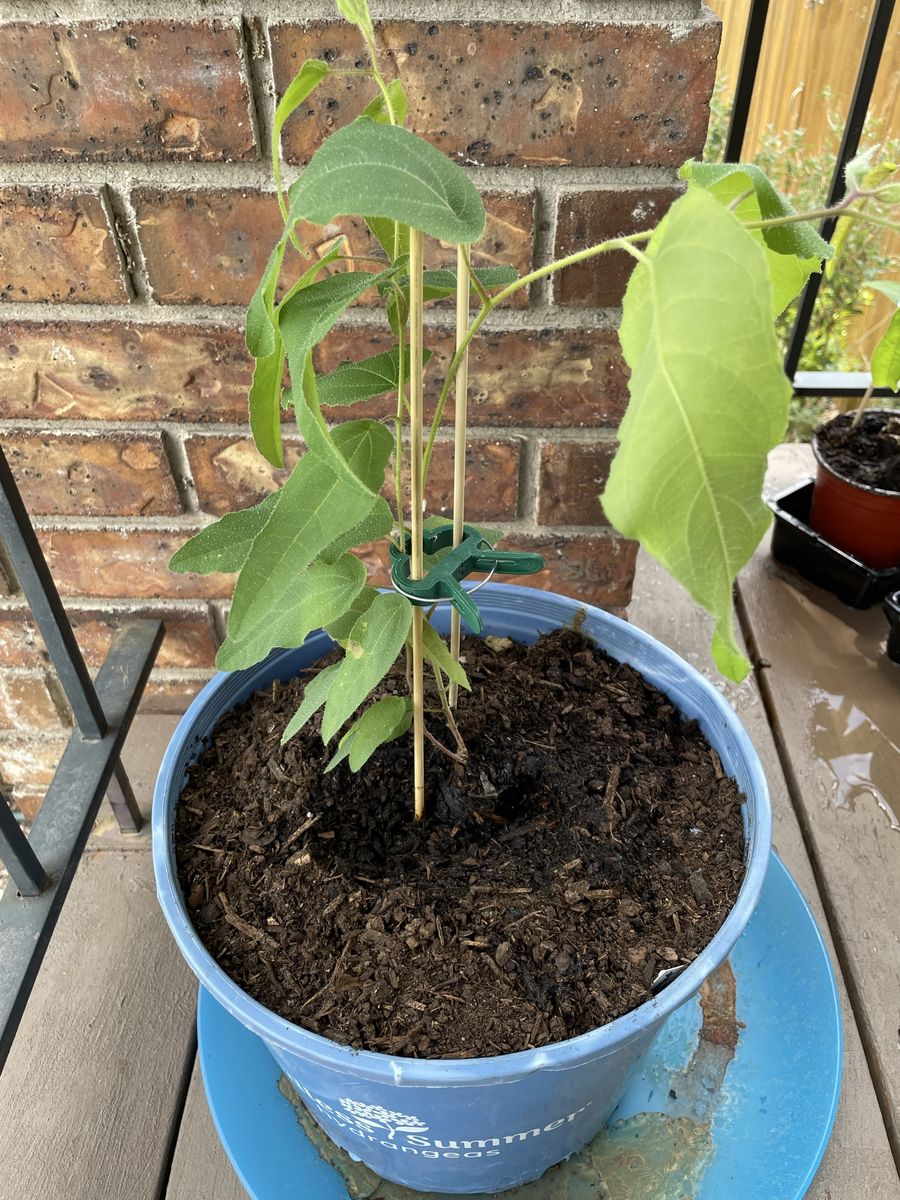 Lemon Scented Eucalyptus plant- live