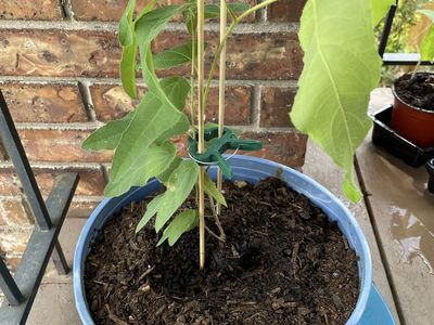 Lemon Scented Eucalyptus plant- live