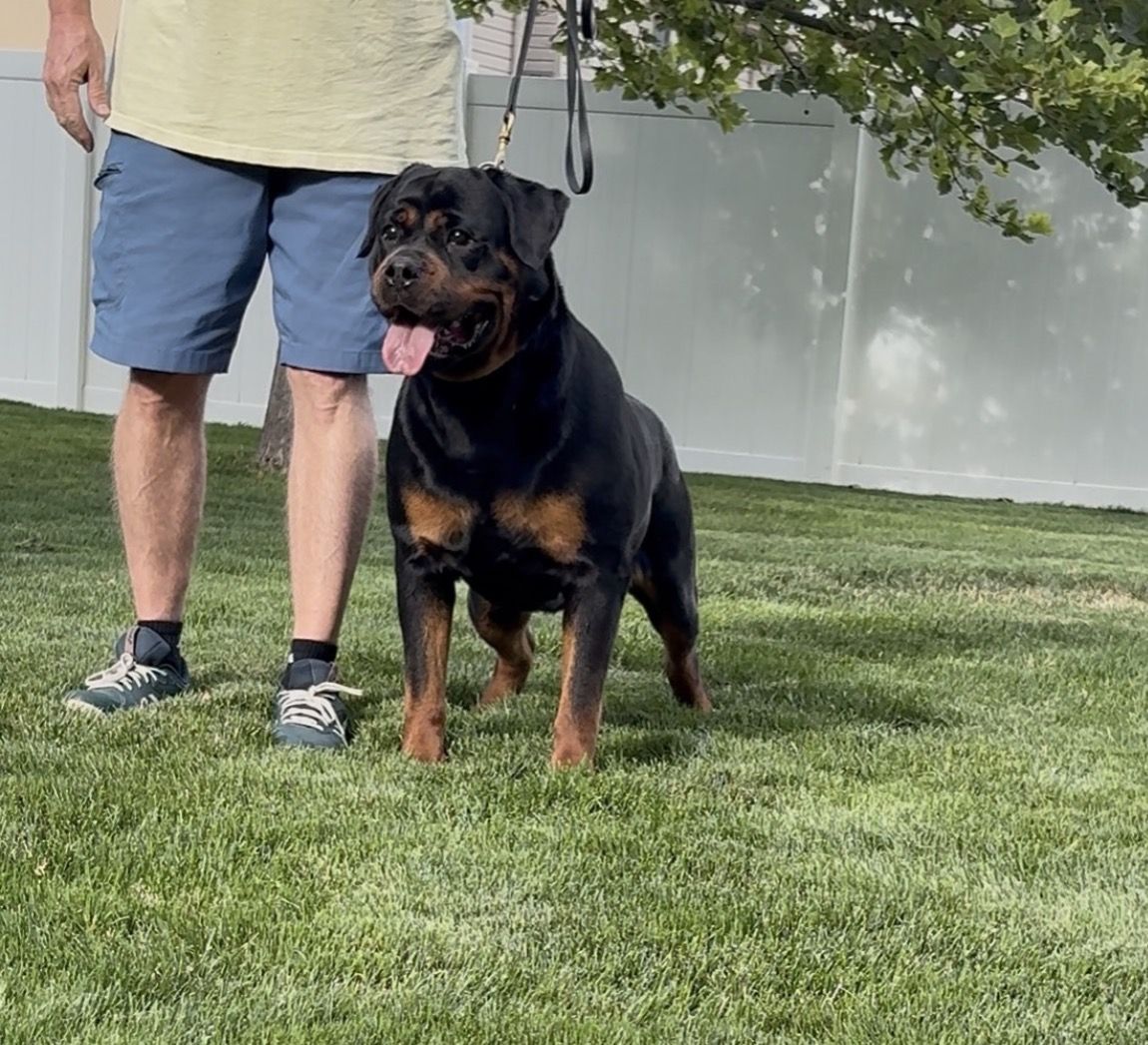 Exceptional Quality AKC German Rottweiler Puppies
