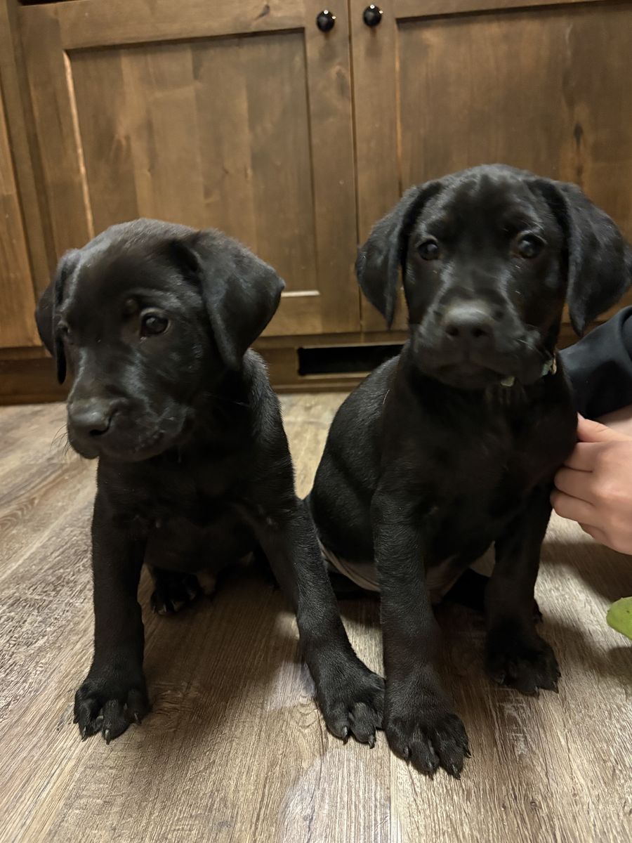 AKC Purebred lab puppies