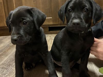 AKC Purebred lab puppies