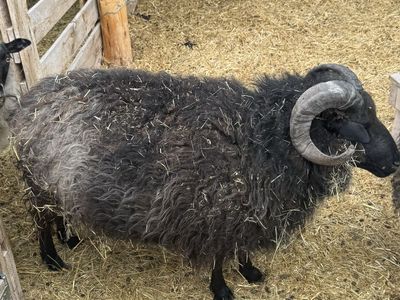 Icelandic sheep