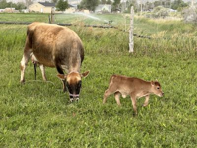 Mini - Miniature / Midsize Jersey Cattle - Milk Cows - Heifers