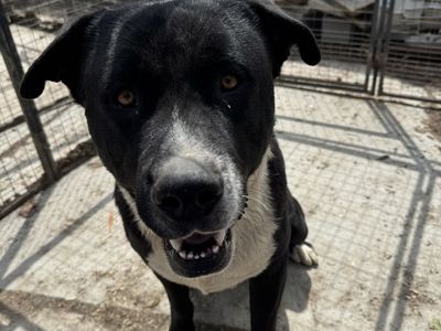 dog need gone free