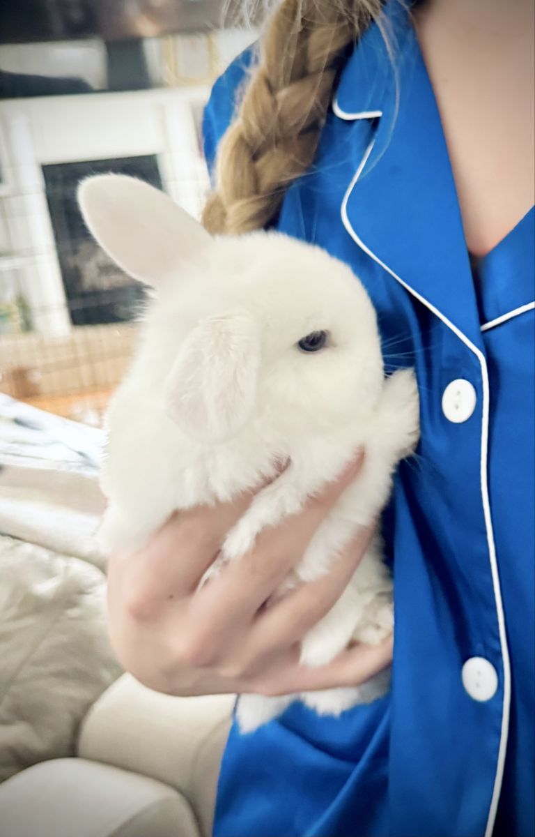 Adorable blue eyed Holland Lop Bunnies - Playful & Healthy Pets