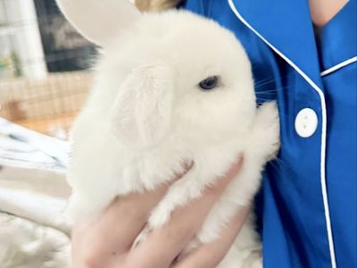 Adorable blue eyed Holland Lop Bunnies - Playful & Healthy Pets