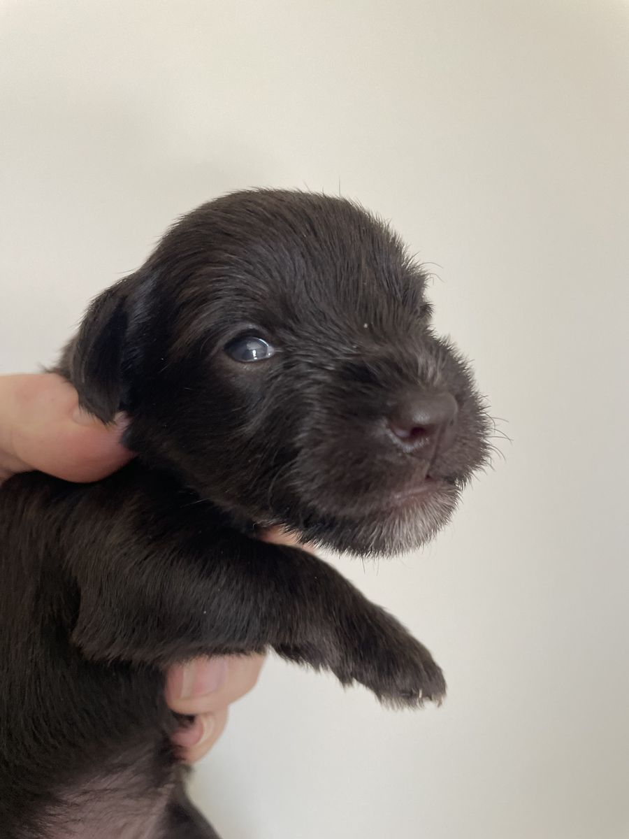 Miniature Schnauzer Puppies liver, black and white!