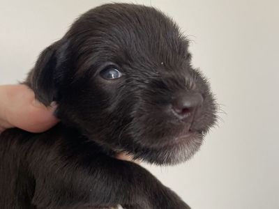 Miniature Schnauzer Puppies liver, black and white!