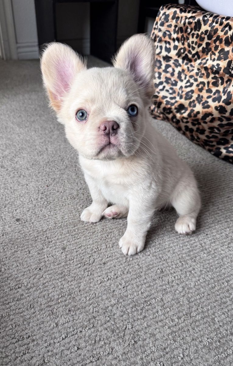 AKC Fluffy French Bulldog Female Puppy - 6.5 Months, Potty & Kennel Trained, Vaccinated