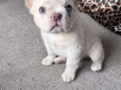 AKC Fluffy French Bulldog Female Puppy - 6.5 Months, Potty & Kennel Trained, Vaccinated