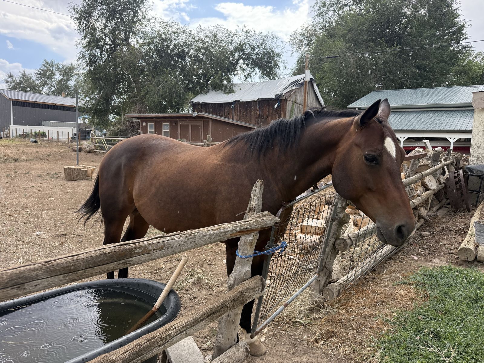 11 year old Gelding
