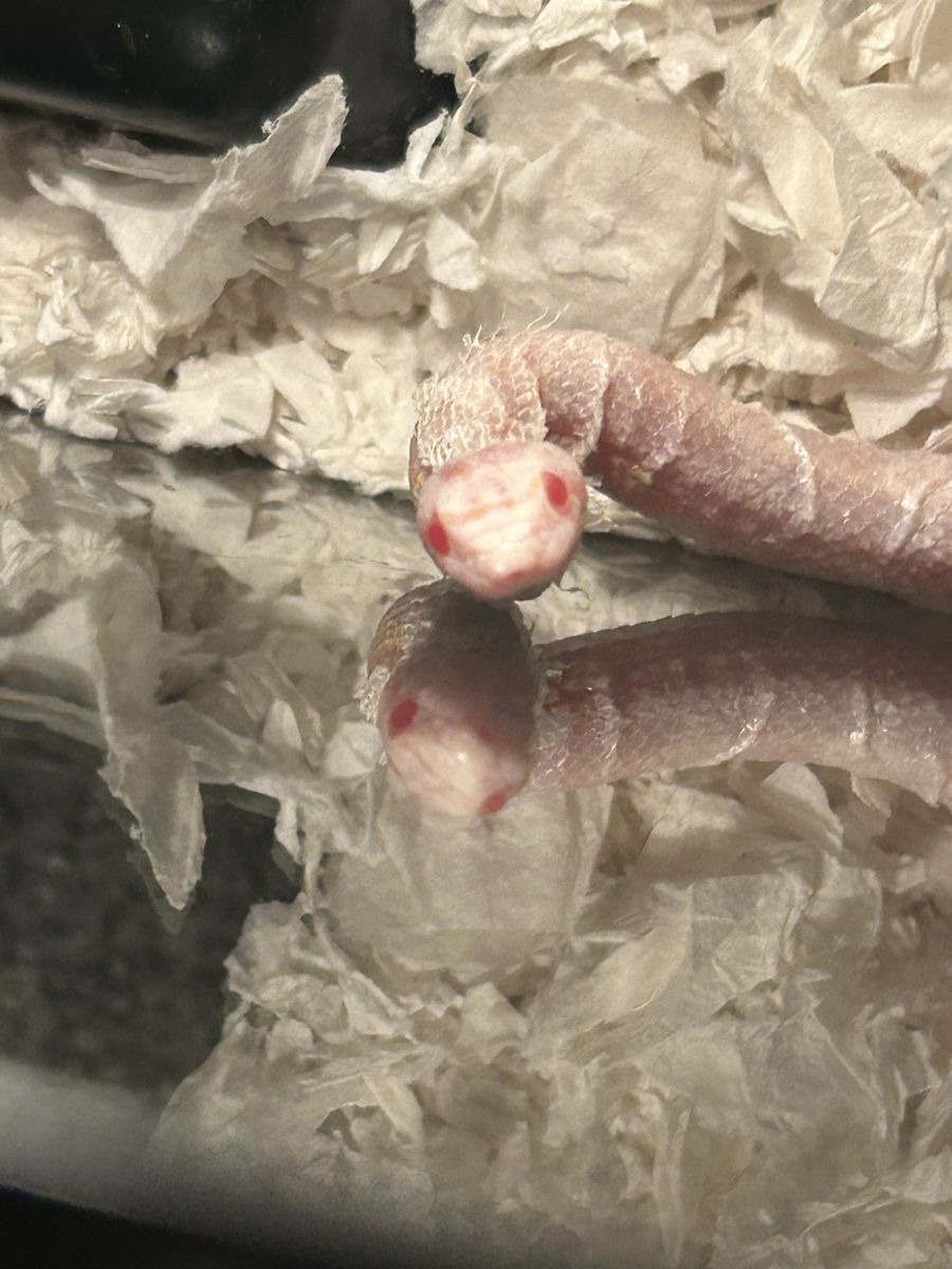 Corn Snake