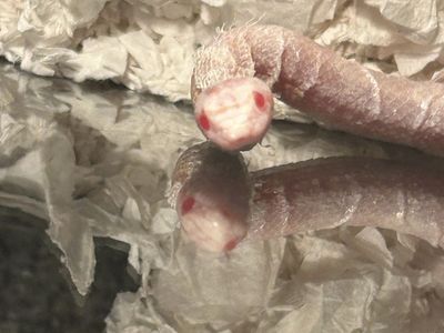 Corn Snake