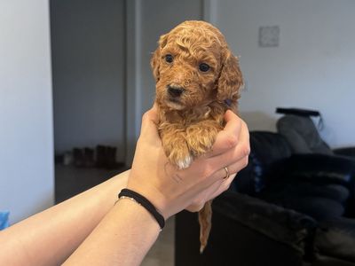 Golden Doodle Puppys