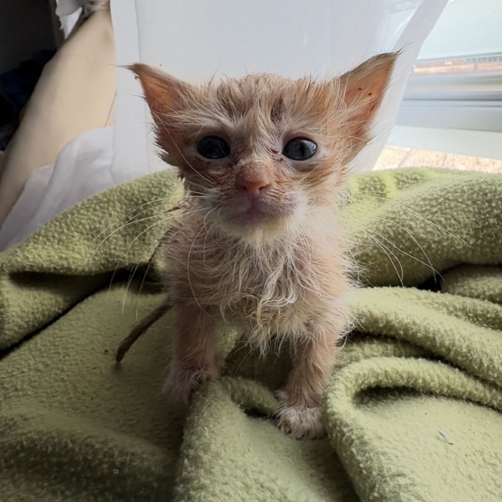 Hello my name is Ambrosia