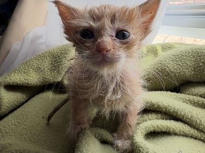 Hello my name is Ambrosia