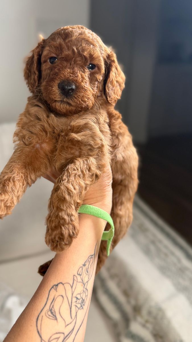 Goldendoodle