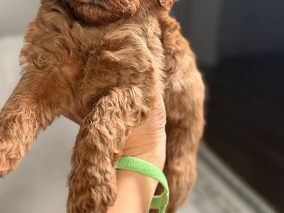 Goldendoodle