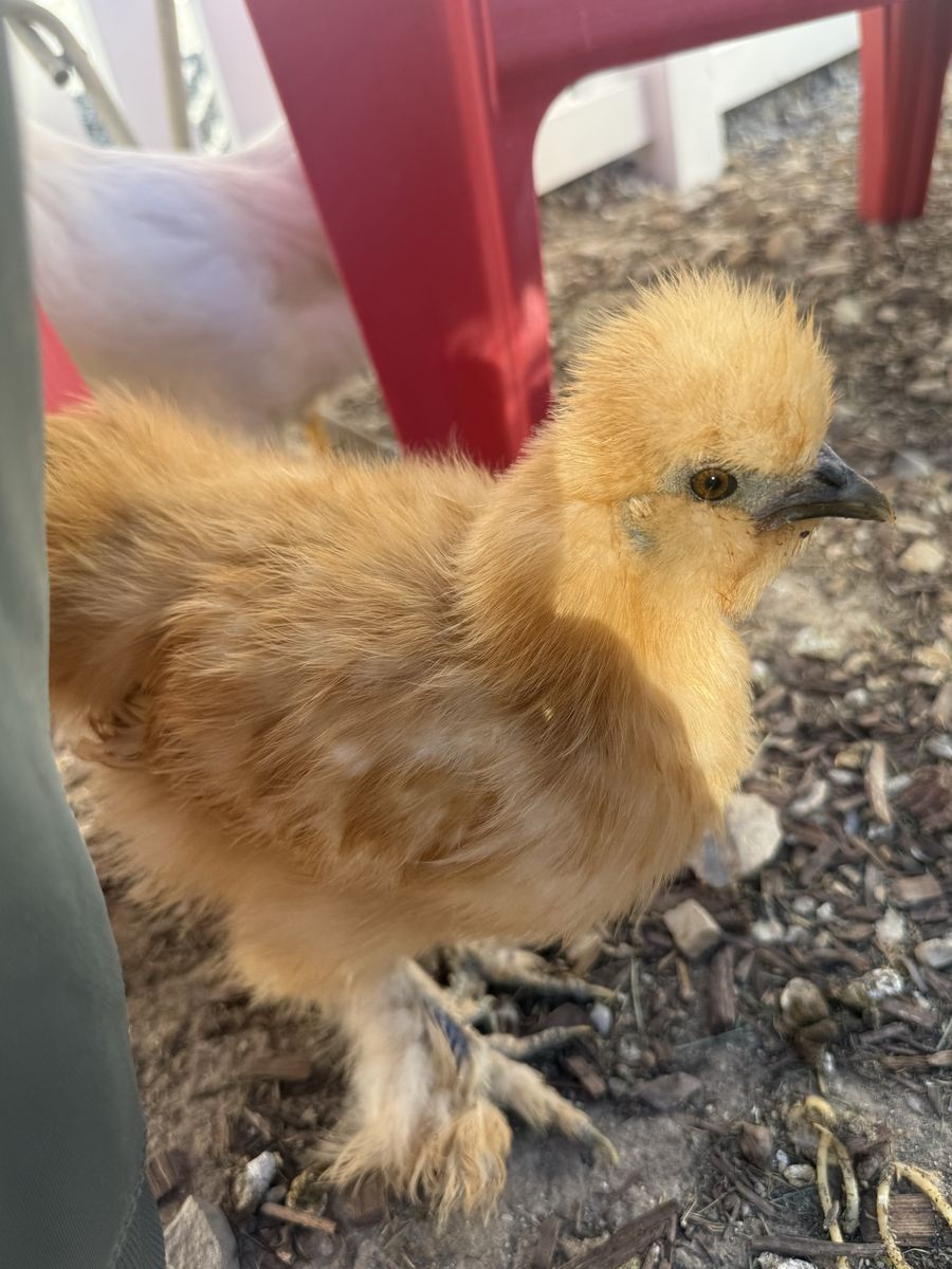 Friendly Pullets! Silkies, opal Legbar, Amerucana and bantam Cochin. About 6 months old. 