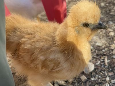 Friendly Pullets! Silkies, opal Legbar, Amerucana and bantam Cochin. About 6 months old.