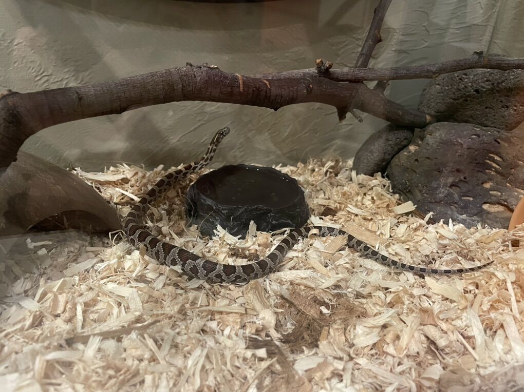 Corn Snake, Enclosure & Extra Bedding Included