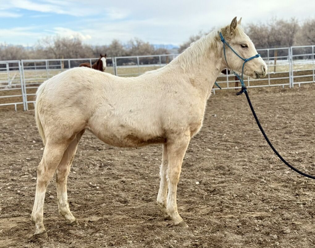AQHA 2025 Filly