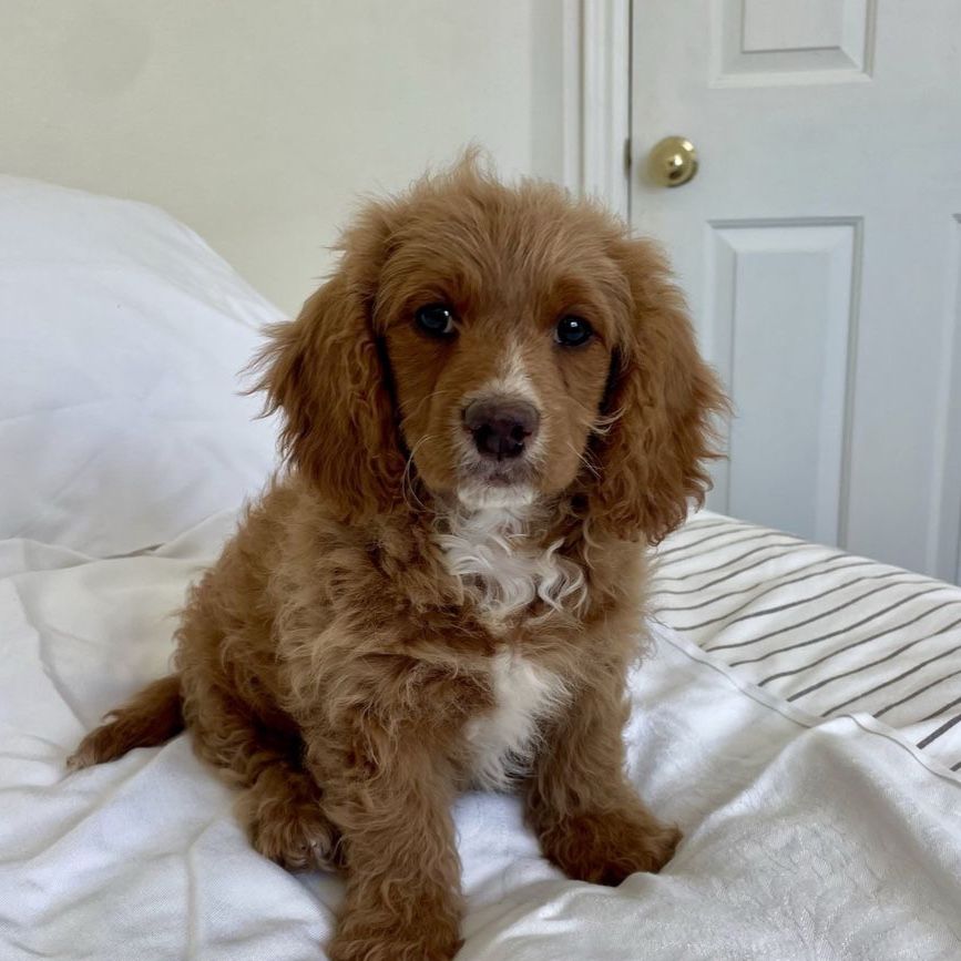 Cavapoo Cavadoodle Male Puppy 