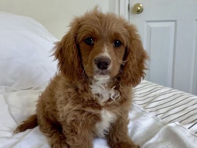 Cavapoo Cavadoodle Male Puppy