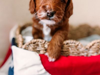 Micro Golden Doodles for Sale