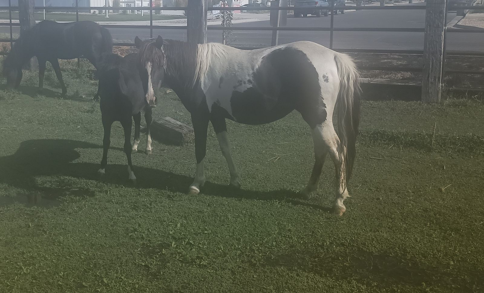 12 year old pony and her filly