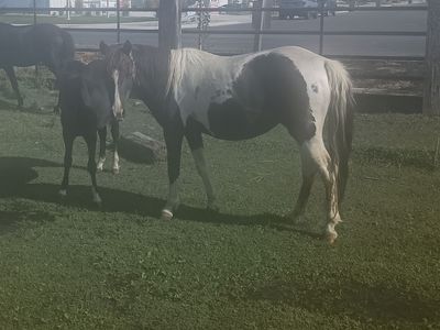 12 year old pony and her filly