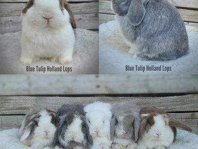 Holland Lops