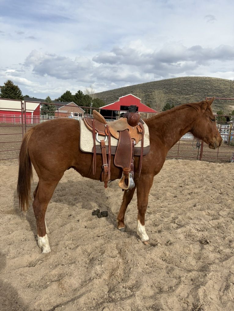 2024 AQHA Gelding
