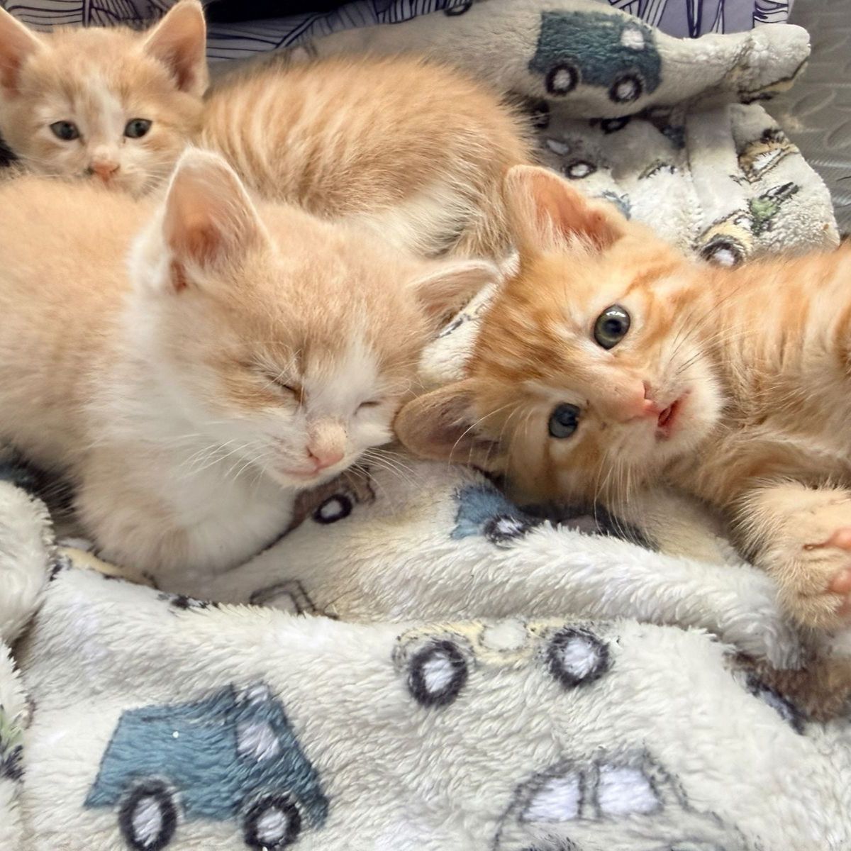 Last Kitten