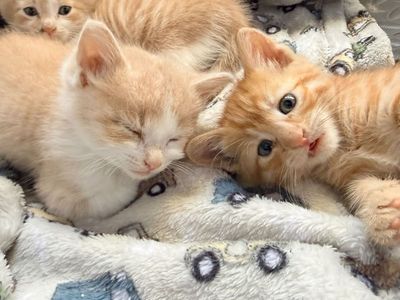 Last Kitten