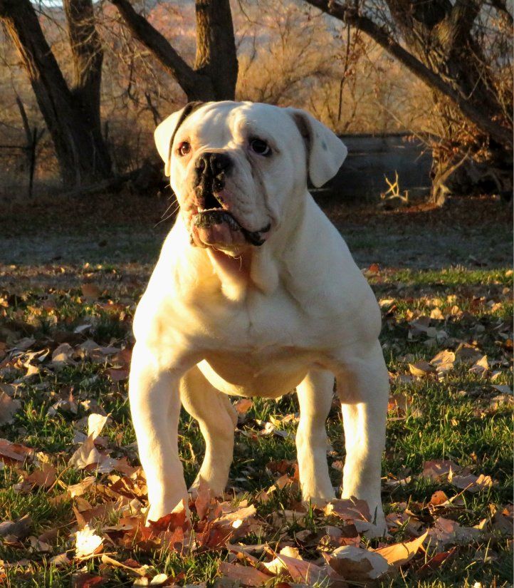 OBBA registered Olde English Bulldogge