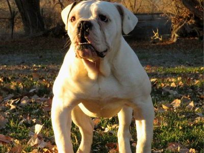 OBBA registered Olde English Bulldogge
