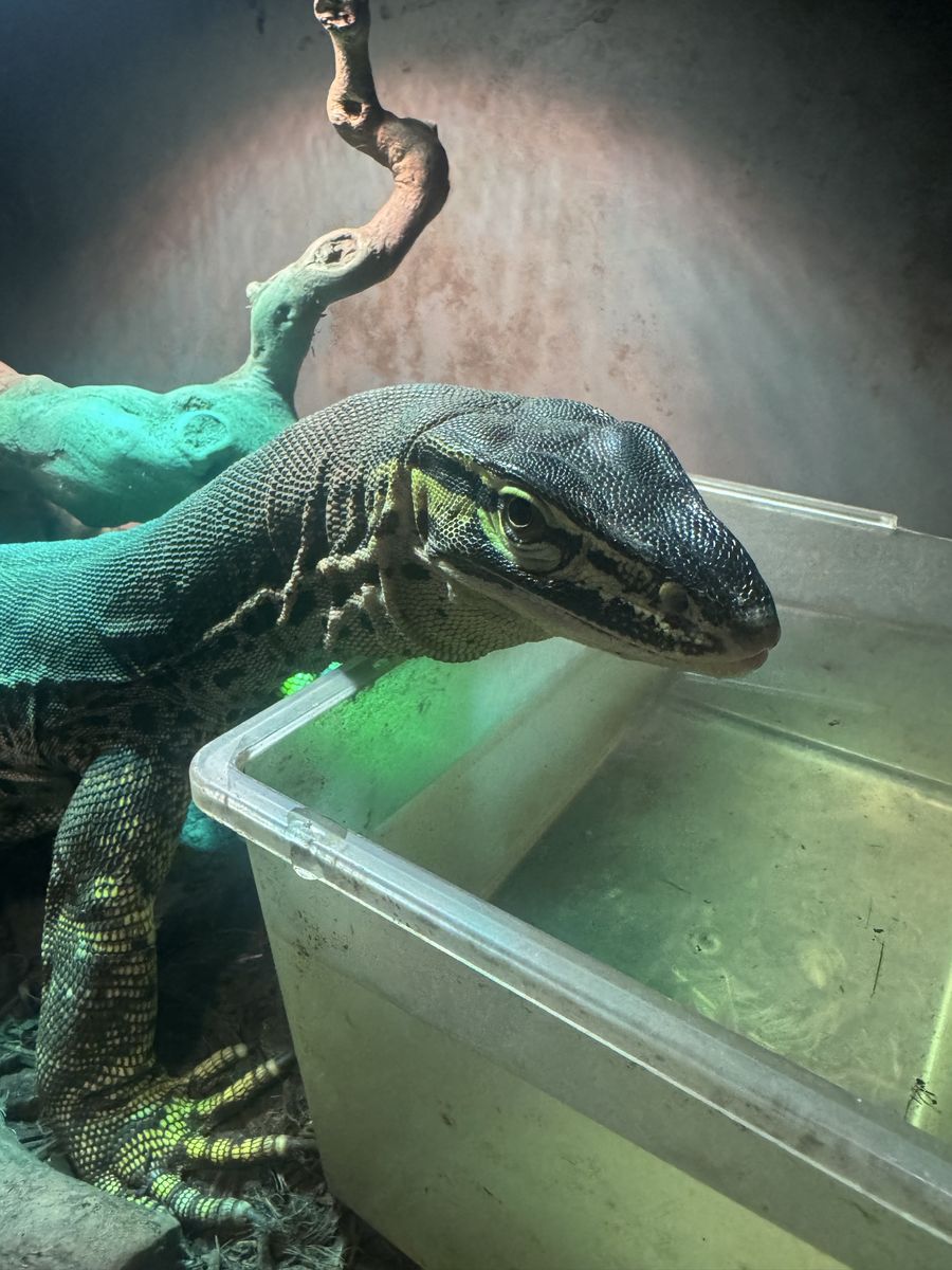 Argus monitor for sale (no trades, cash only)