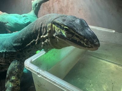 Argus monitor for sale (no trades, cash only)